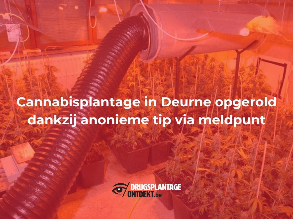 Deurne - Cannabisplantage opgerold dankzij anonieme tip via meldpunt